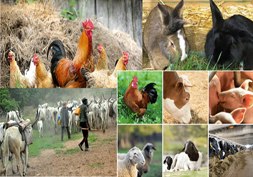about-all-livestock