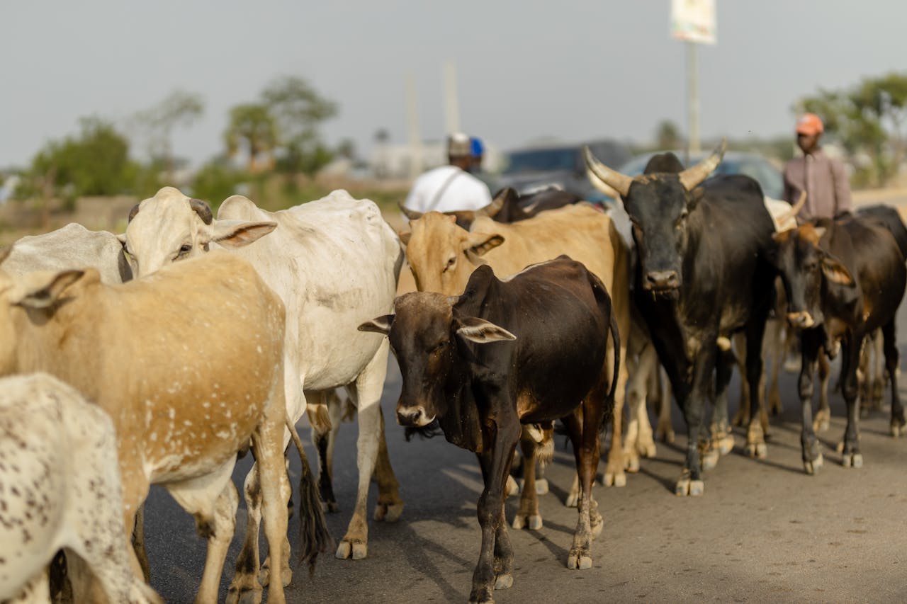 Cows crossing a rural road in Kaduna, Nigeria, showcasing traditional livestock herding.